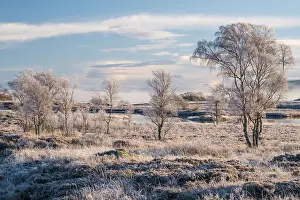 Cold Weather Prints: Frosty trees and moorland near Loch Ba