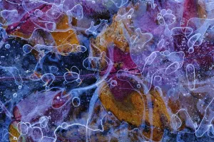 Andres M Dominguez Gallery: Frozen Elmleaf blackberry (Rubus ulmifolius) in a small pond, Sierra de Grazalema Natural Park