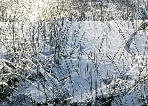 Meadow Prints: Frozen floodwater on a watermeadow in morning winter sunlight