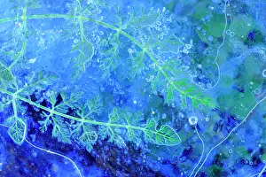 Foliage Prints: Detail of frozen leaf and air bubbles in ice