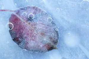 Andres M Dominguez Gallery: Frozen leaves of European pear (Pyrus communis) in ice. Sierra de Grazalema Natural Park