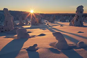 Lapland Prints: Frozen, snow-covered trees backlit by winter sunset