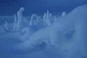 Lapland Prints: Frozen, snow-covered trees, Riisitunturi National Park, Finland. January, 2024