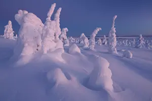 Lapland Prints: Frozen, snow-covered trees, Riisitunturi National Park, Finland. January, 2024