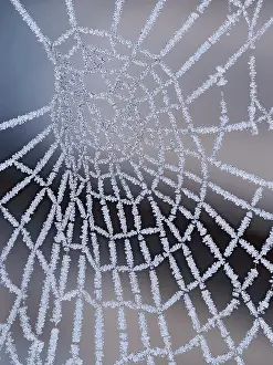 Frozen Prints: Frozen spider's web, Hertfordshire, England, UK. December. Focus stacked