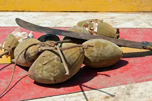 Fruit Prints: Fruit of the Baobab (Adansonia sp)