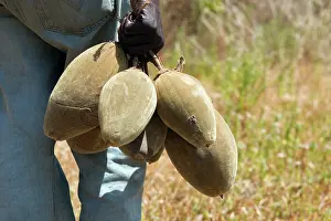 Fruit Prints: Fruit of the Baobab (Adansonia sp)