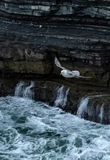 Tubinare Prints: Fulmar (Fulmarus glacialis) in flight along coastal cliffs on the Wild Atlantic Way - Downpatrick Head