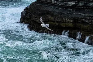 Tubinare Prints: Fulmar (Fulmarus glacialis) in flight along coastal cliffs on the Wild Atlantic Way - Downpatrick Head