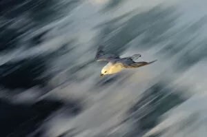Fulmar (Fulmarus glacialis) in flight over rough sea alongside the pelagic trawler