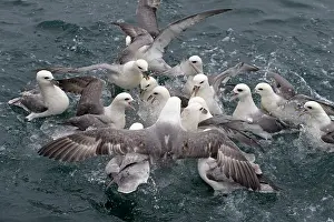 Tubinare Prints: Fulmar (Fulmarus glacialis) flock feeding on water surface, Iceland. June