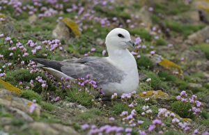 Images Dated 18th May 2014: Fulmar (Fulmarus glacialis) nesting amongst flowering thrift (Armeria maritima)