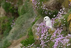 Fulmar (Fulmarus glacialis) nesting amongst flowering thrift (Armeria maritima)