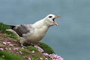 Calling Prints: Fulmar (Fulmarus glacialis) perched on cliff top calling