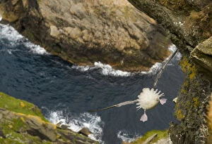 Fulmar (Fulmarus glacialis) rear view of bird hanging in air over steep cliffs, Shetland Islands