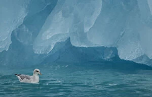 Iceberg Gallery: Fulmar (Fulmarus glacialis) on sea at base of iceberg. Svalbard, June