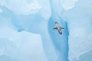 2013 Highlights Collection: Fulmer (Fulmras glacialis) in flight near blue glacier, Svalbard, July