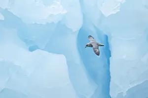 2013 Highlights Prints: Fulmer (Fulmras glacialis) in flight near blue glacier, Svalbard, July