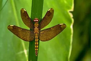 2018 December Highlights Collection: Fulvous forest skimmer, or Russet percher dragonfly (Neurothemis fulvia) female, Sai Kung