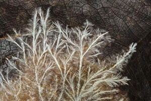 Fungal mycelium from an unidentified species of fungus, growing across a decomposing leaf