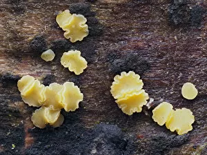 Fungi (Bisporella subpallida) tiny cup fungi growing on rotting beech log