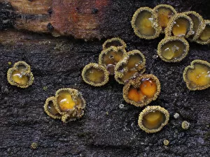 June 2021 Highlights Collection: Fungi (Neodasyscyopha cerina) tiny cup fungi growing on rotting beech log