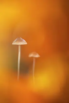 Golden Prints: Fungi, unidentified species, among autumnal colour