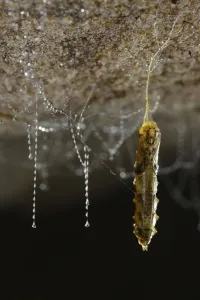 Fungus gnat (Arachnocampa luminosa) pupa nearly fully developed hanging on a silk