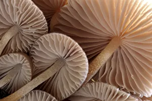 Macro Prints: Fungus (Mycena sp. ) gills backlit, seen from low angle