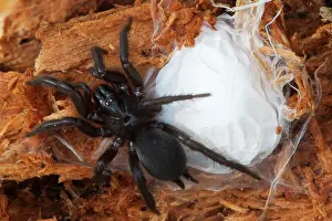 High Angle View Prints: Funnel-web spider (Euagrus sp.) building web nest