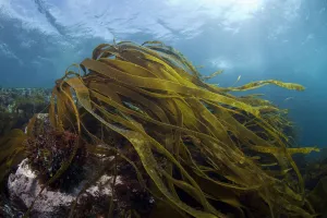 Marine Life Of The Channel Islands By Sue Daly Prints: Furbelows (Saccorhiza polyschides) English Channel, off the coast of Sark, Channel Islands