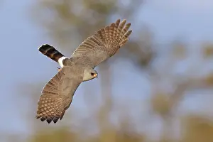Goshawk Prints: Gabar goshawk (Micronisus gabar) in flight