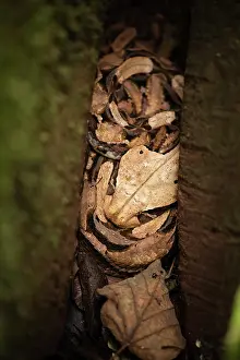 Viper Prints: Gaboon viper (Bitis gabonica) sub-adult hiding amongst leaf-litter in the buttress roots of a large rainforest tree