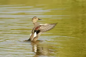 Images Dated 20th April 2011: Gadwall (Anas strepera) female duck stretching wings on Rutland Water, Rutland, UK