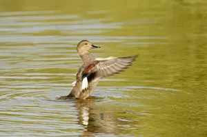 Gadwall (Anas strepera) female duck stretching wings on Rutland Water, Rutland, UK
