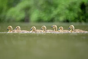 Anseriformes Gallery: Gaggle of Canada goose (Branta canadensis) goslings on a lake, Burnhayes, Devon, UK, May