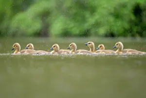 Prints For Kids Room Prints: Gaggle of Canada goose (Branta canadensis) goslings on a lake, Burnhayes, Devon, UK, May