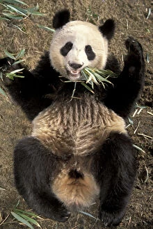 Gaint panda lying on its back {Ailuropoda melanoleuca} Wolong Valley, China