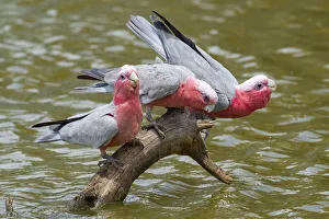 Cacatuidae Prints: Three Galah (Eolophus roseicapillus) drinking at inland waterhole