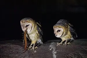 Volcano Prints: Two Galapagos barn owls (Tyto alba punctatissima) perched on a rock at night