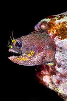 Homes Prints: Galapagos barnacle blenny (Acanthemblemaria castroi) looking out from its home in