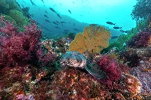 Galapagos Prints: Galapagos bullhead shark (Heterodontus quoyi) resting on colourful reef