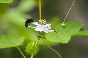 2020 June Highlights Prints: Galapagos carpenter bee (Xilocopa darwini) visiting native passionflower
