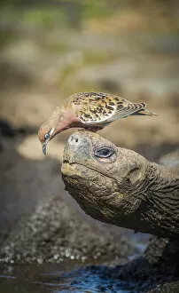 Images Dated 12th June 2020: Galapagos dove (Zenadia galapagensis) on head of Galapagos giant tortoise