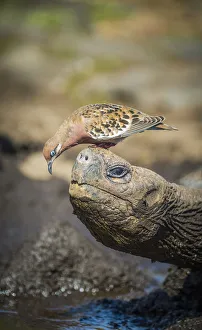 Galapagos dove (Zenadia galapagensis) on head of Galapagos giant tortoise Galapagos dove (Zenadia galapagensis) on head of Galapagos giant tortoise
