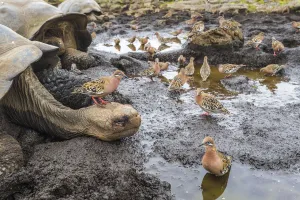 Galapagos dove (Zenadia galapagensis) flock at puddle, with one on head of Galapagos