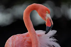 Galapagos Prints: Galapagos flamingo (Phoenicopterus ruber glyphorhynchus) portrait