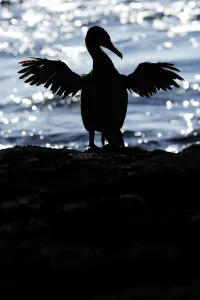 Images Dated 9th April 2010: Galapagos / Flightless Cormorant (Phalacrocorax / Nannopterum harrisi) spreading its wings to dry