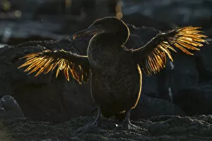 Galapagos flightless cormorant (Phalacrocorax harrisi) drying stunted wings after fishing