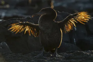 February 2022 Highlights Collection: Galapagos flightless cormorant (Phalacrocorax harrisi) drying stunted wings after fishing